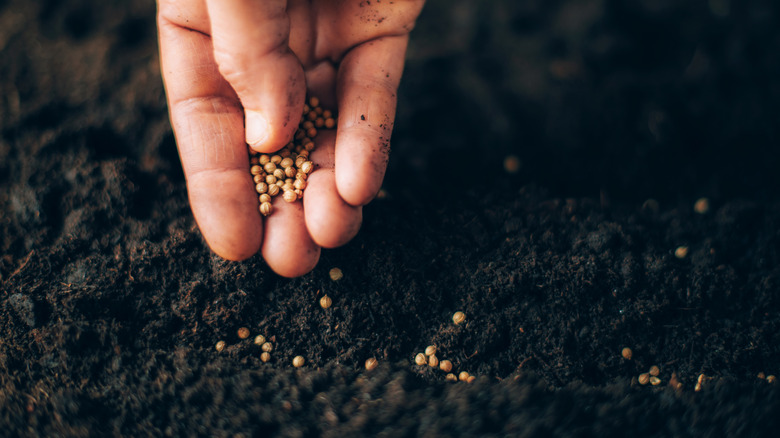 person scattering seeds in soil
