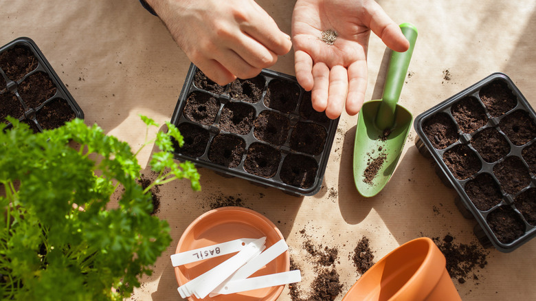 person starting seeds indoors