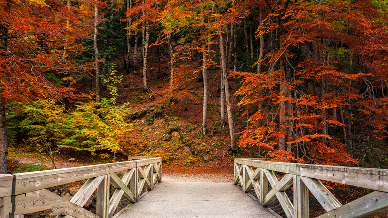 Bridge in fall foliage 