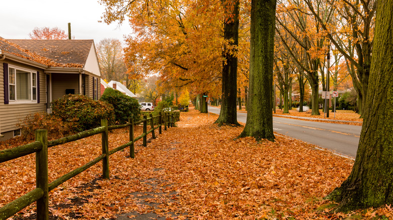 fall street lined with trees