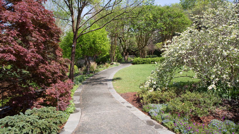 Dallas garden and path 