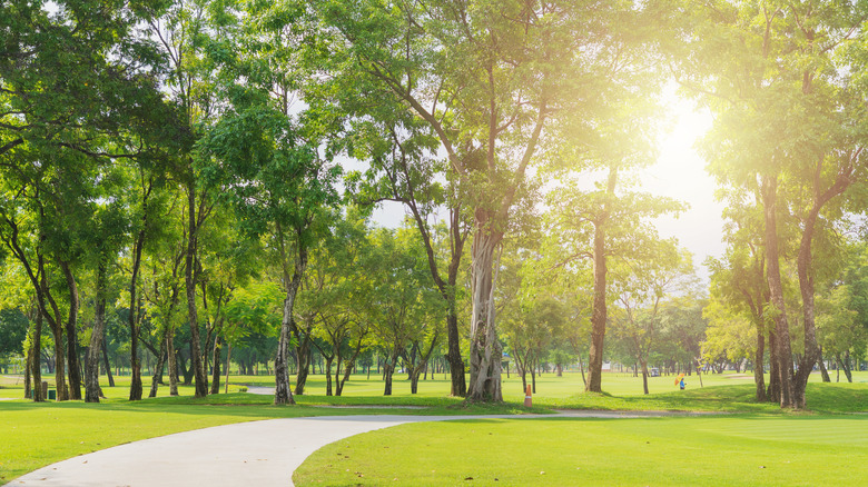 walking path and trees