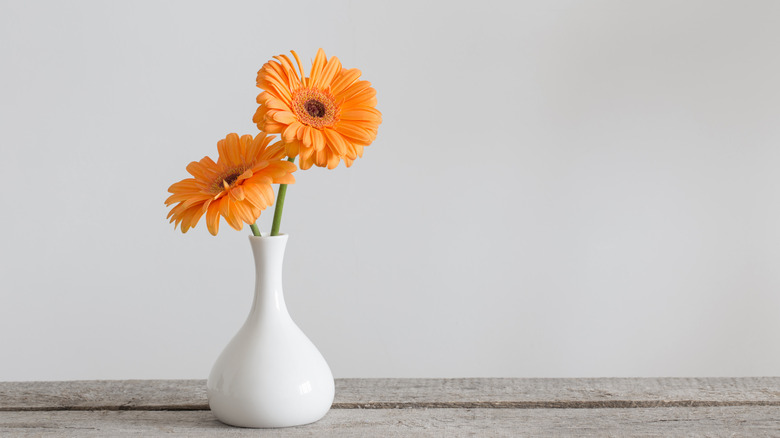 Orange gerberas in vase