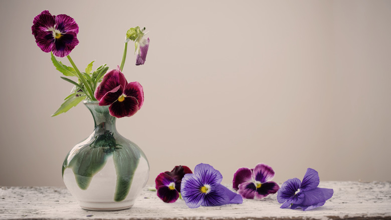 Violet pansies in vase 