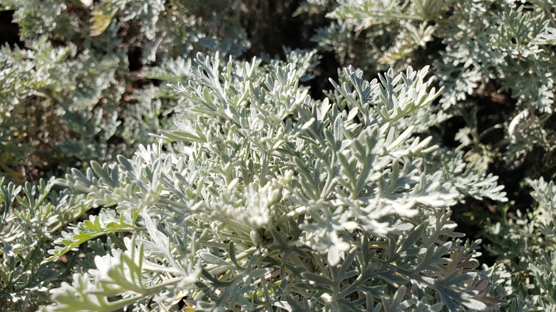 Artemisia plants