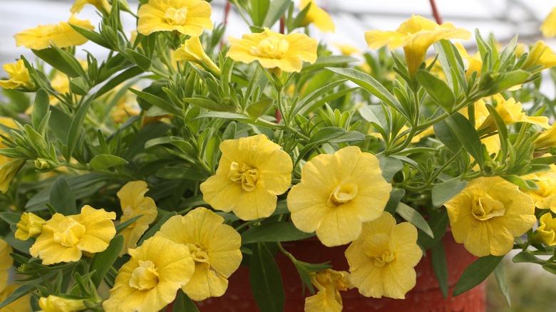 Calibrachoa flowers