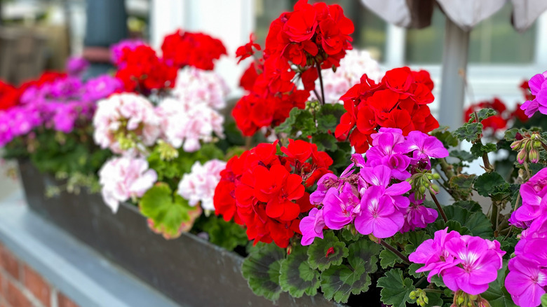 Colorful geraniums