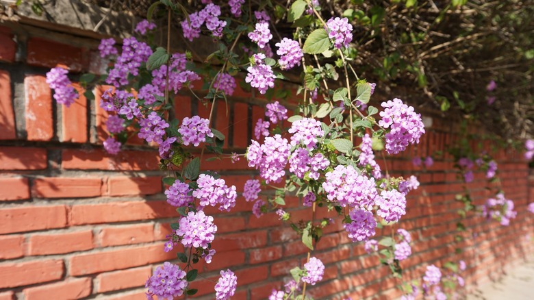 Hanging lantanas