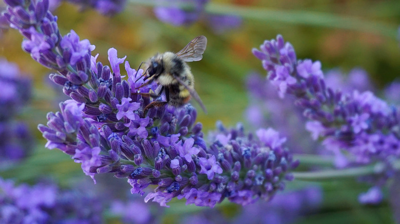 Lavender plant