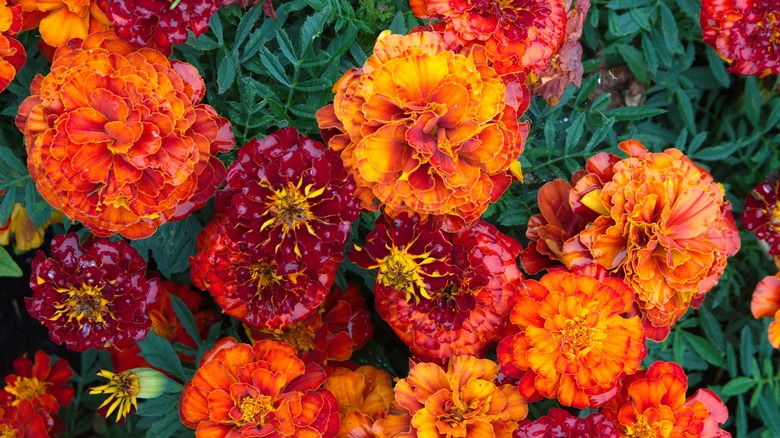 Marigold varieties