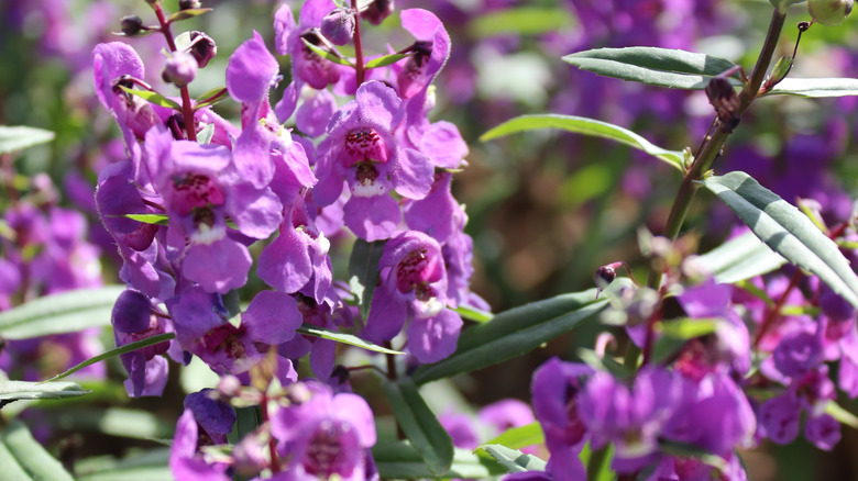 Purple salvias