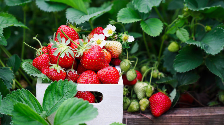 Strawberries being collected