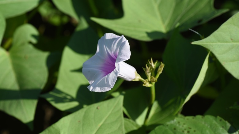 Sweet potato vine with bloom