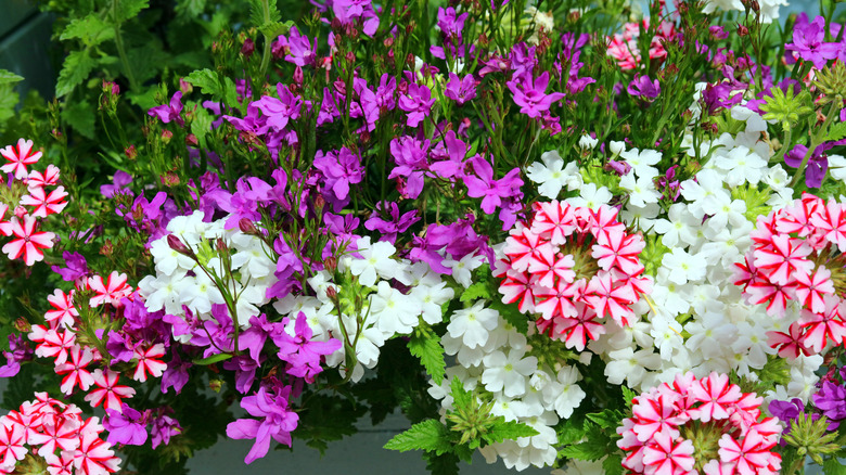 Trailing verbena