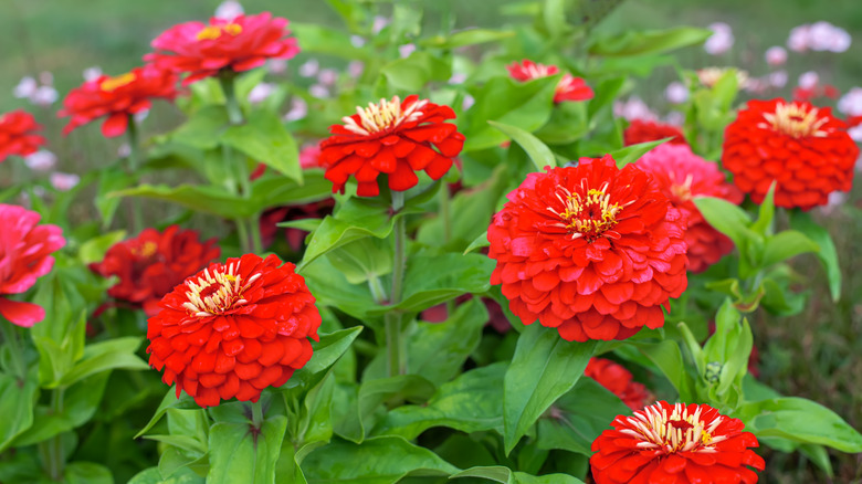 Red zinnias