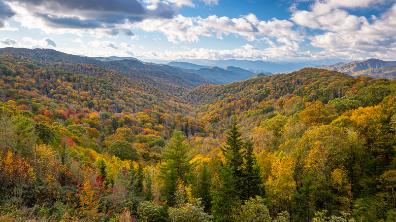 trees in great smoky mountains national park 