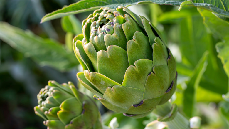 Artichokes growing on plant