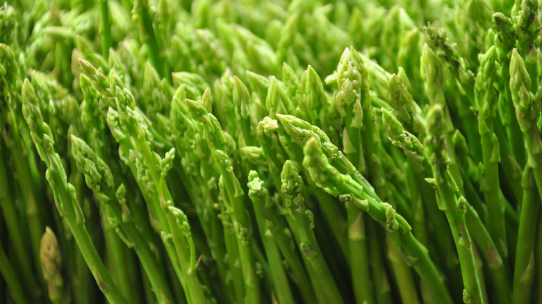 Asparagus growing in garden