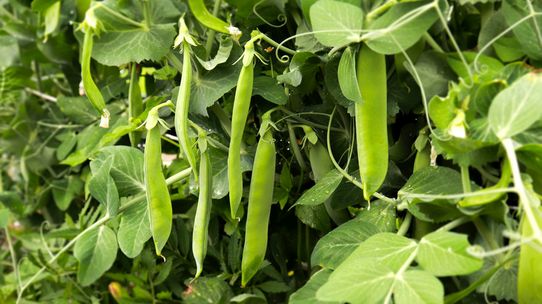 View of bean plant