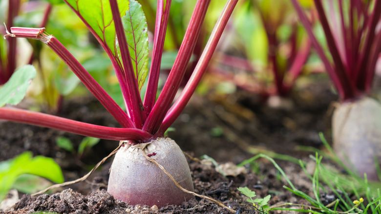 Beets growing in garden