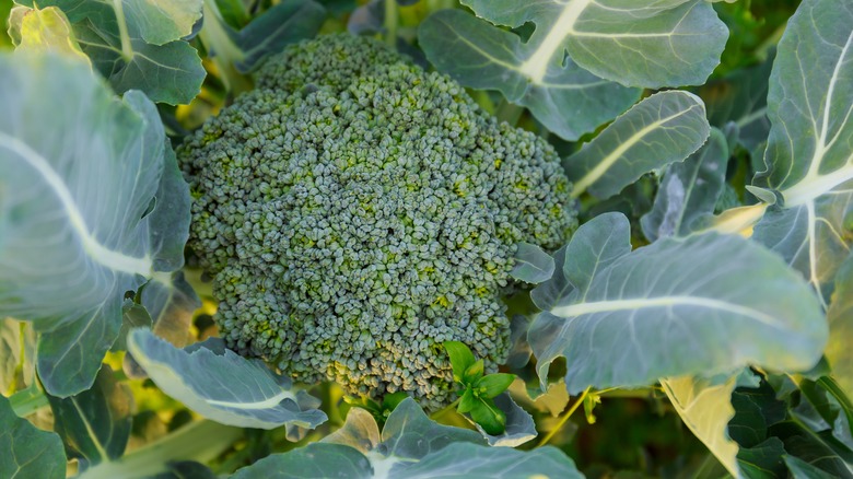 Broccoli growing in garden