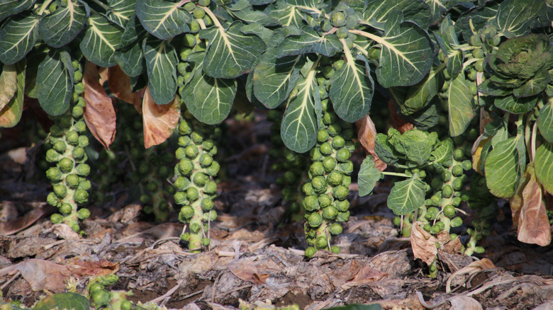 Brussels sprouts growing in garden