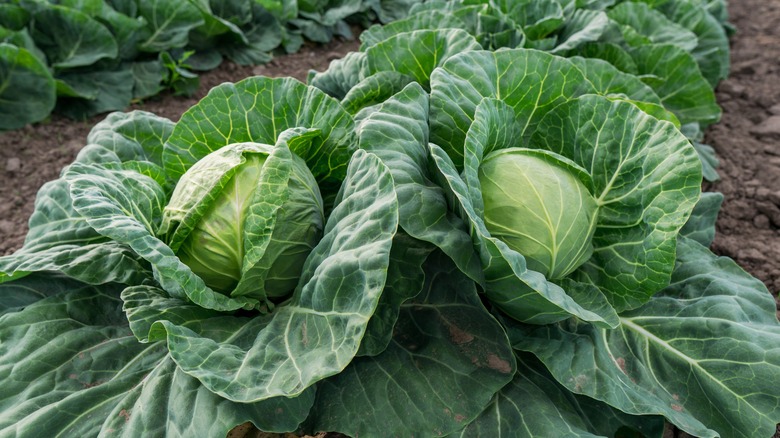 Cabbage growing in garden