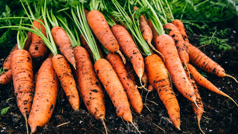 Carrots growing in garden