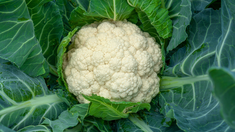 Cauliflower growing in garden