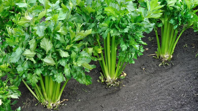 Celery growing in a garden