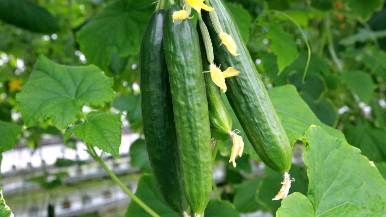 Cucumbers growing on plant
