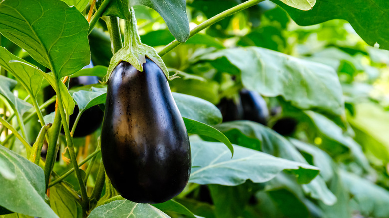 Eggplant growing in garden