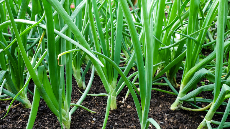Green onions growing in garden