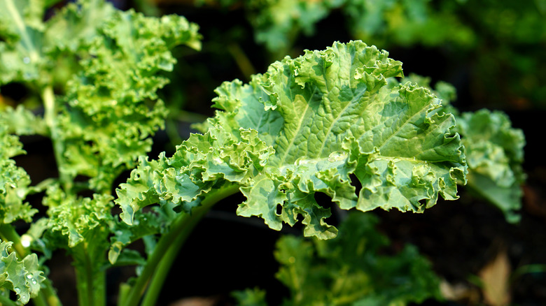 Kale growing in garden