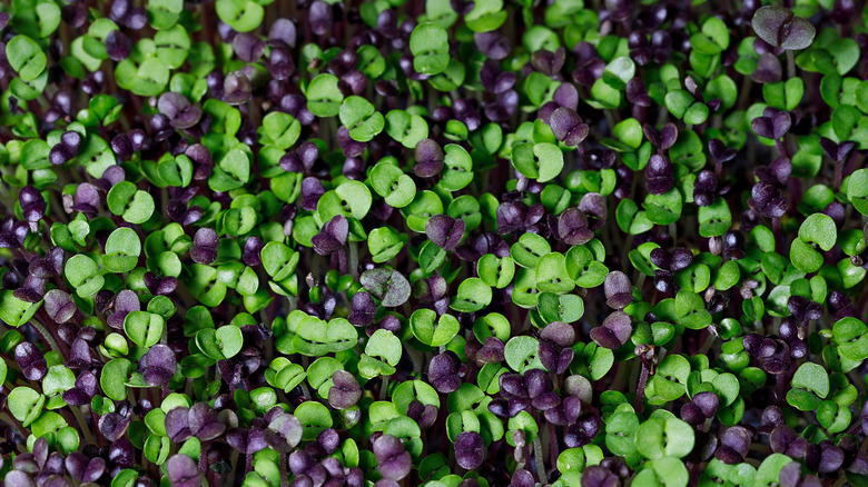 Close up of microgreens