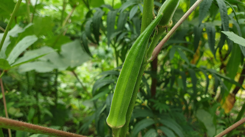 Okra growing in garden