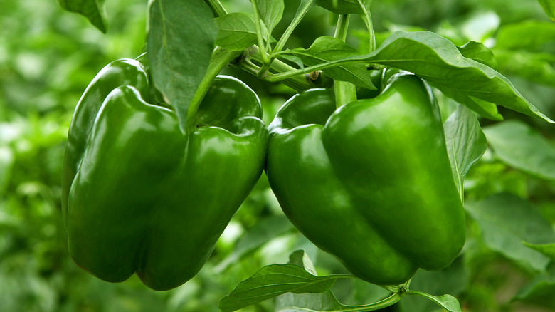 Bell peppers growing in garden