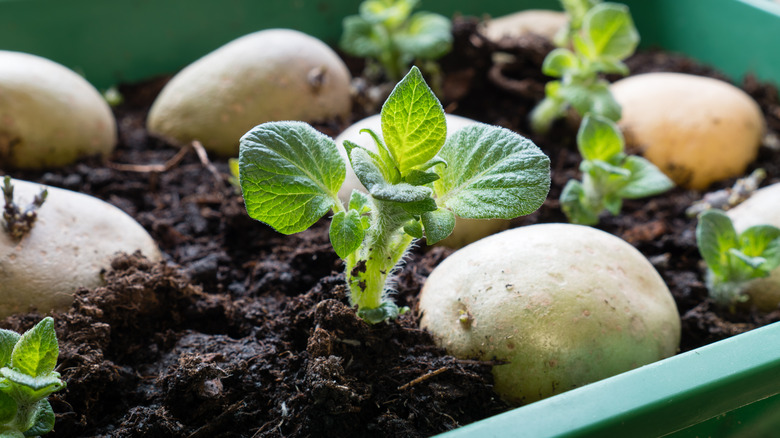 Potatoes growing in the dirt