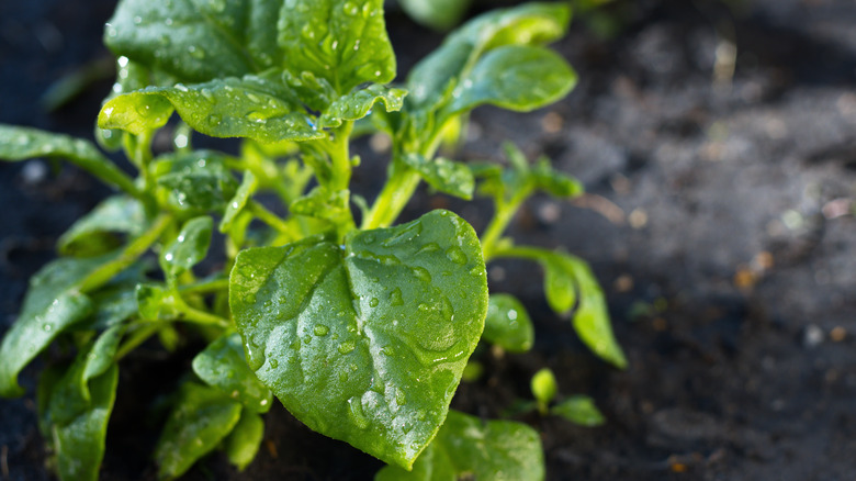 Spinach growing in dirt