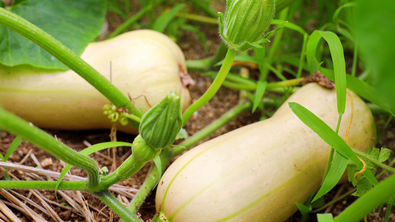 Squash plant growing in garden