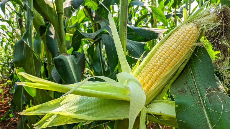 Corn growing in garden