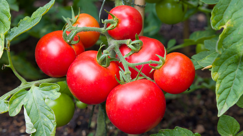 Tomatoes on the vine