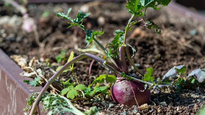 Beets growing in garden