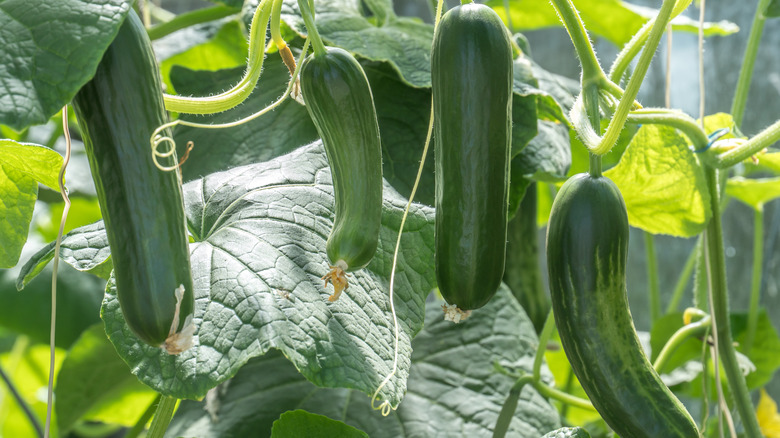 Zucchini growing from plants