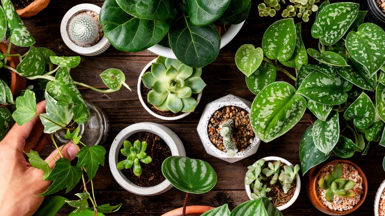 plants in pots on table