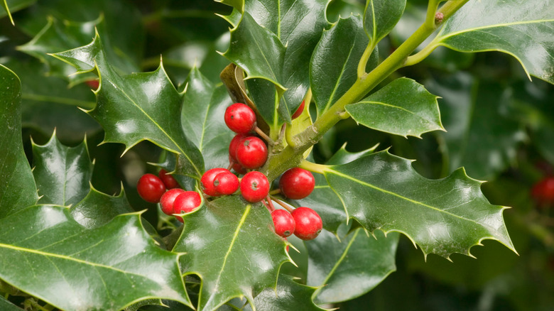 Holly bush with berries