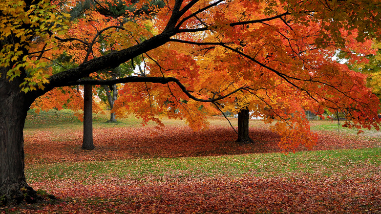 trees with colorful fall foliage