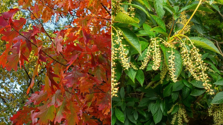 red oak and sourwood trees