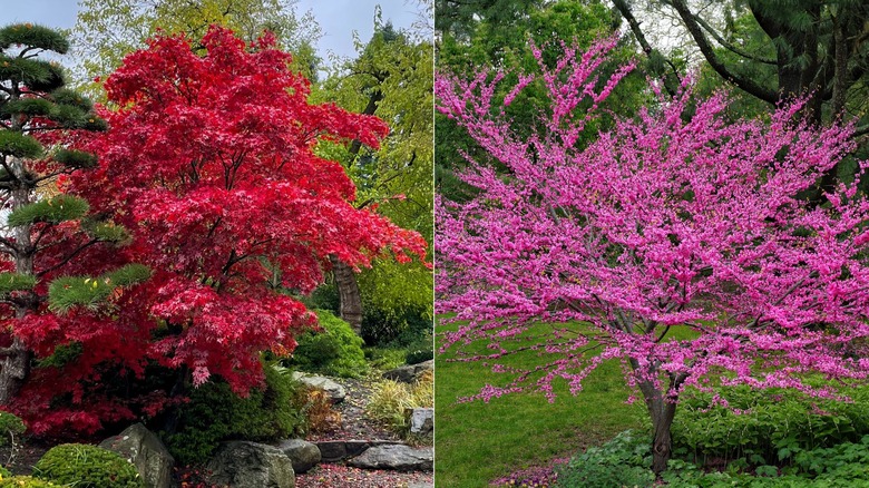 red maple and American redbud