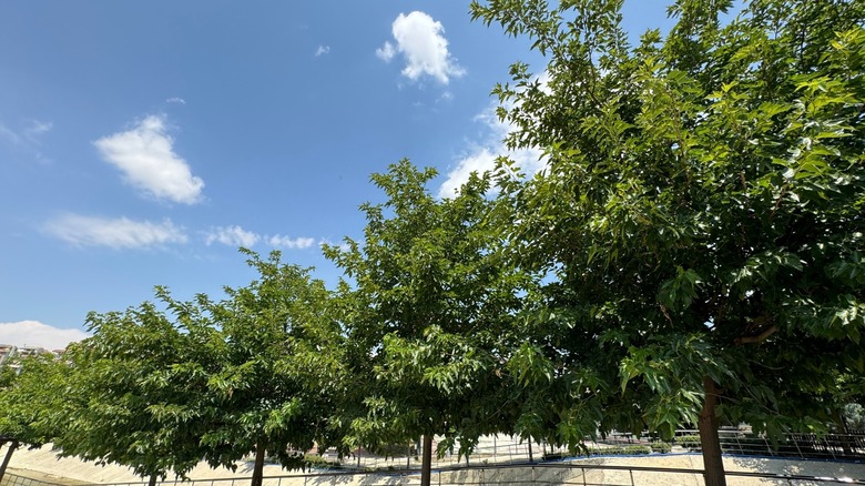 row of white mulberry trees